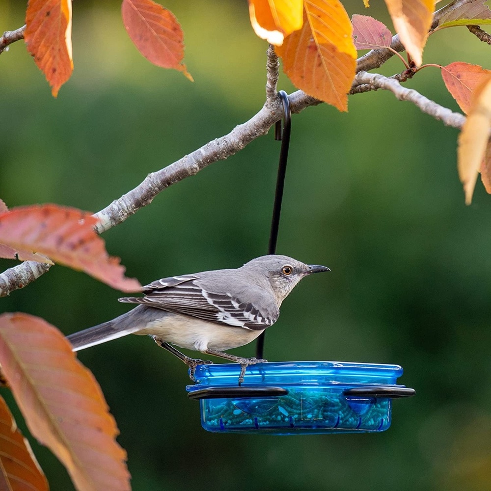Bird Dish Feeder